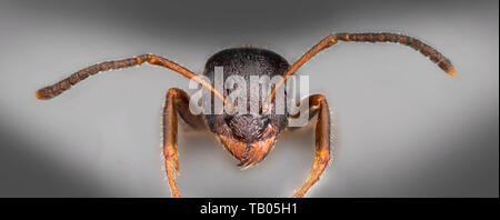 Black Ant (Lasius niger), testa illustrante le antenne & apparato boccale Foto Stock