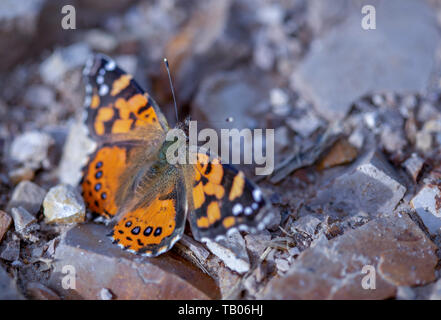 La fotografia macro di un West Coast lady butterfly poggiante su una strada e denocciolate, acquisite a montagne andine della Colombia centrale. Foto Stock