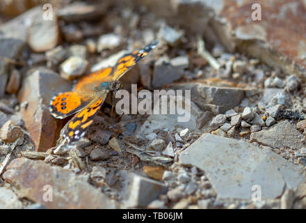 La fotografia macro di un West Coast lady butterfly poggiante su una strada e denocciolate, acquisite a montagne andine della Colombia centrale. Foto Stock