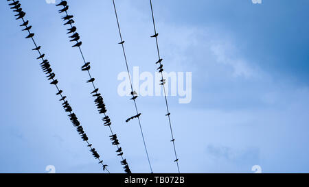 Gli uccelli su linee telefoniche, riuniti in gruppi di grandi dimensioni Foto Stock