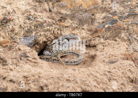Sabbia femmina lizard (Lacerta agilis) nel suo uovo-posa burrow su una traccia di sabbia in pianura heath, Hampshire, Regno Unito, a fine maggio Foto Stock