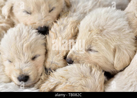 White poco adorabili cuccioli coccola fino a ciascun altro Foto Stock