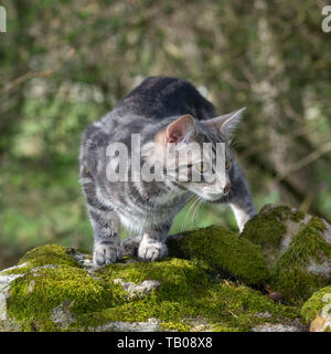 Un gattino a strisce grigie in piedi su una pietra coperta di muschio Muro fissando intentemente Foto Stock