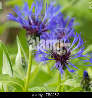 Un giardino Bumblebee (Bombus Hortorum) Foraggio sulla montagna Fiordaliso (Centaurea Montana) Foto Stock