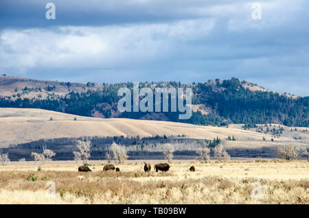 Il maestoso pascolo americano del bisonte sul campo aperto nel Grand Teton National Park nello stato americano del Wyoming Foto Stock