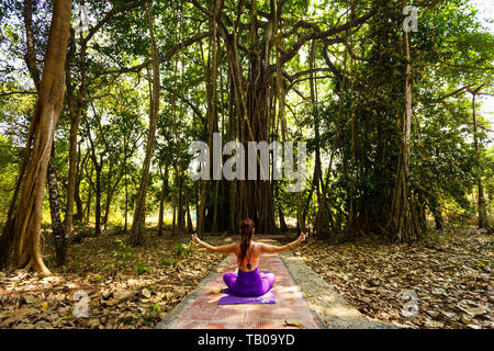 La donna le pratiche yoga in una giungla sullo sfondo di un grande albero. Banyan Tree. Foto Stock