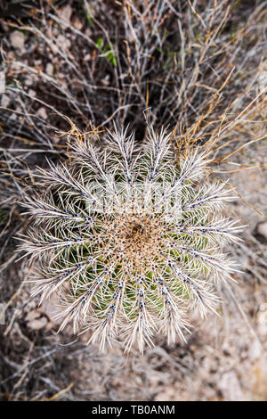 Barrel Cactus nel Superstition Mountains dell Arizona, Stati Uniti. Foto Stock