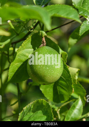Verde fresco di frutti della passione appeso sulla vite albero nel giardino sullo sfondo della natura Foto Stock