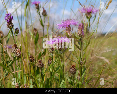 Fiordaliso marrone, Centaurea jacea Foto Stock