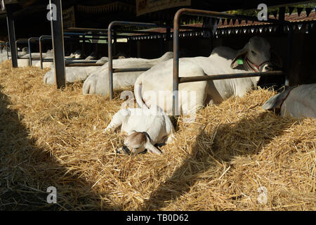 I giovani vitelli in appoggio sulla paglia accanto alla madre mucca in stallo, 2091, Royal Agricultural Show, PIETERMARITZBURG, Sud Africa, bovini, bestiame, agricoltura Foto Stock