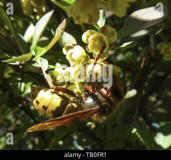 Hornet Foto Stock