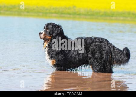 La balneazione Bovaro del Bernese Foto Stock