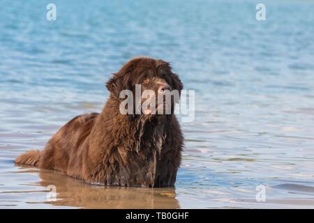 La balneazione cane di Terranova Foto Stock