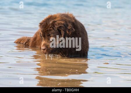 La balneazione cane di Terranova Foto Stock