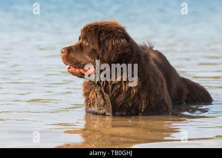 La balneazione cane di Terranova Foto Stock