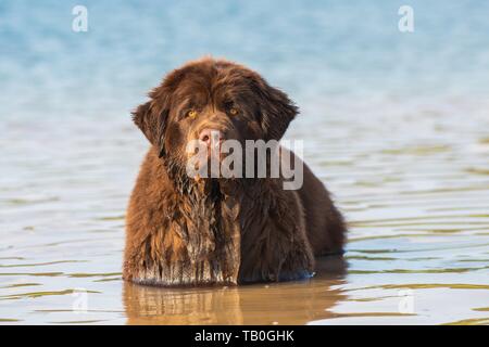 La balneazione cane di Terranova Foto Stock