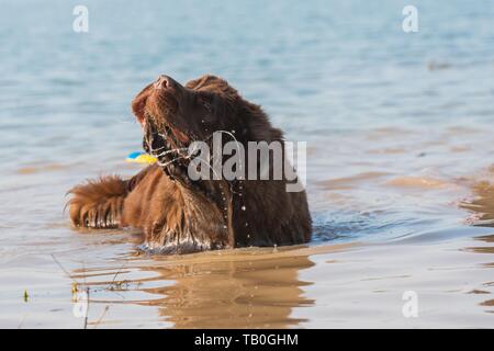 La balneazione cane di Terranova Foto Stock