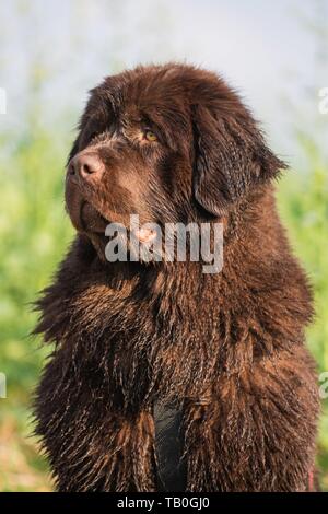Cane di Terranova ritratto Foto Stock