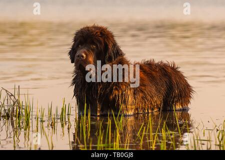 La balneazione cane di Terranova Foto Stock