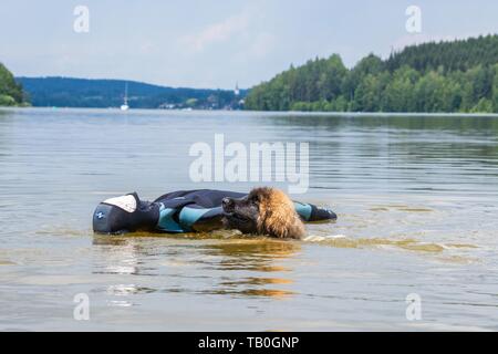 Leonberger è addestrato come acqua salvataggio cane Foto Stock