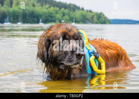 Leonberger è addestrato come acqua salvataggio cane Foto Stock