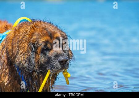 Leonberger è addestrato come acqua salvataggio cane Foto Stock