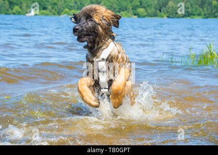 Leonberger è addestrato come acqua salvataggio cane Foto Stock