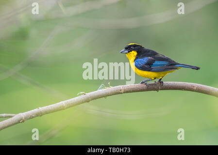 Il tanager di montagna dalle ali blu (Anisognathus somptuosus) dalle foreste nuvole andine dell'America del sud. Foto Stock