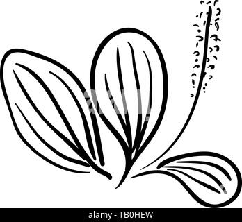 Blooming Ribwort piantaggine lanceolata planzago, narrowleaf piantaggine, ribleaf herb isolato su uno sfondo bianco. Ribwort piantaggine è una a base di erbe naturali Illustrazione Vettoriale