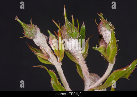 Oidio, Podosphaera pannosa, malattia fungina su boccioli di rosa, rosa 'American pilastro', Berkshire, può Foto Stock