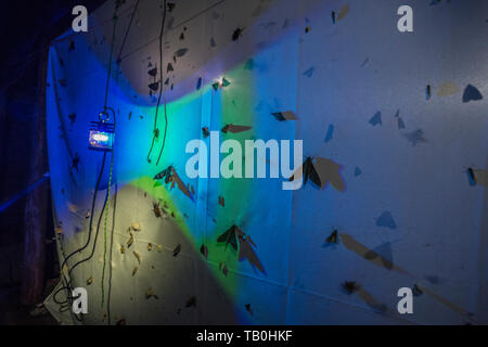 Misurazione della biodiversità falena utilizzando una lampada UV per attirare falene ad un foglio di notte nel Cloud ecuadoriana foresta. Importanti come gli insetti sono in declino. Foto Stock