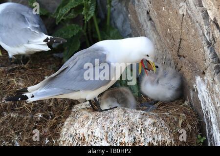 Nero-kittiwakes zampe Foto Stock