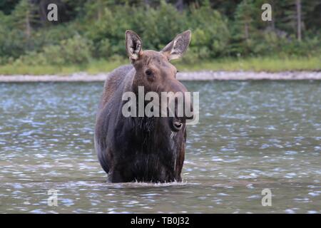 Moose Foto Stock