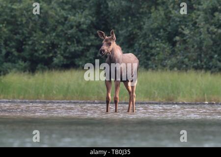 Moose Foto Stock