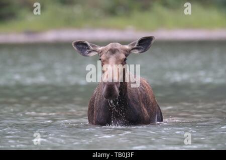 Moose Foto Stock