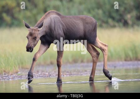 Moose Foto Stock