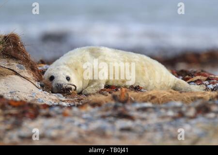 foca grigia Foto Stock