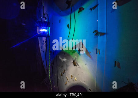 Misurazione della biodiversità falena utilizzando una lampada UV per attirare falene ad un foglio di notte nel Cloud ecuadoriana foresta. Importanti come gli insetti sono in declino. Foto Stock