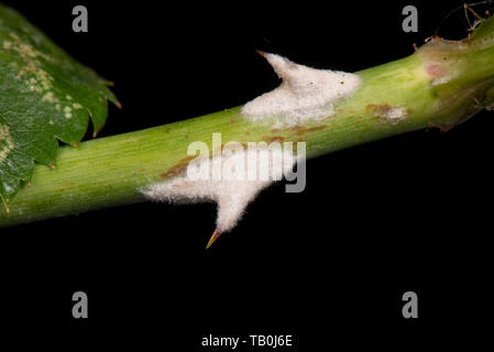 Oidio, Podosphaera pannosa, malattia fungina su e intorno al rose spine, Rosa 'American pilastro" Foto Stock