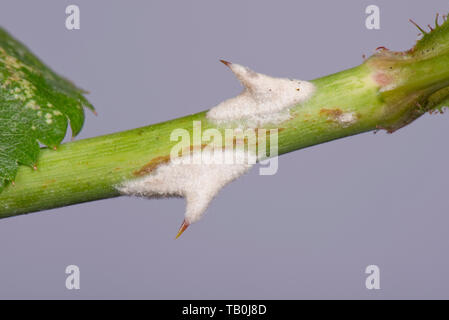 Oidio, Podosphaera pannosa, malattia fungina su e intorno al rose spine, Rosa 'American pilastro" Foto Stock