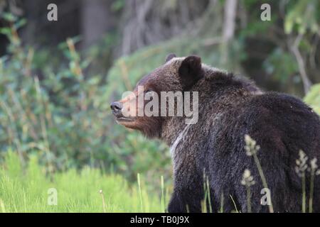 Giovani orso grizzly Foto Stock