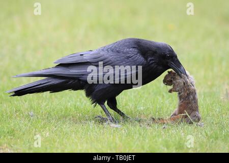 Corvo comune Foto Stock