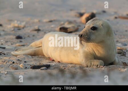 foca grigia Foto Stock