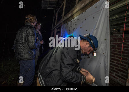 Misurazione della biodiversità falena utilizzando una lampada UV per attirare falene ad un foglio di notte nel Cloud ecuadoriana foresta. Importanti come gli insetti sono in declino. Foto Stock