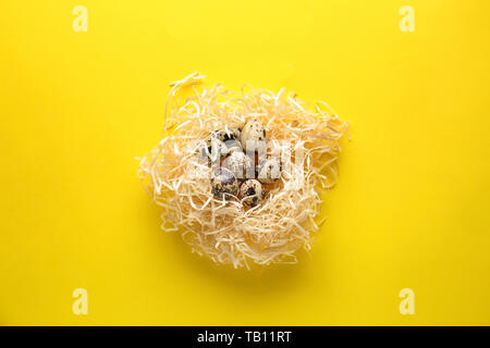 Nido con materie uova di quaglia su uno sfondo colorato Foto Stock