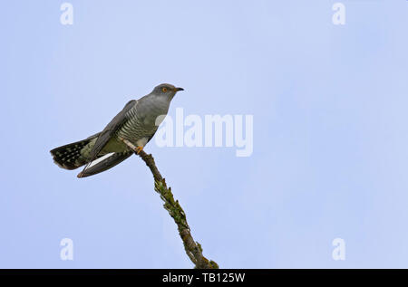 Maschio canorus Cuckoo-Cuculus appollaiato sul ramo. Molla. Regno Unito Foto Stock