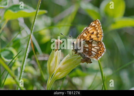 Il duca di Borgogna Fritillary -Hamearis lucina butterfly feed su Cowslip-Primula veris. Foto Stock