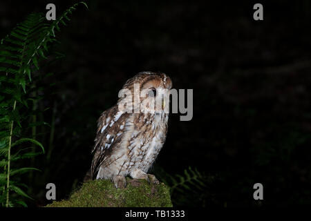 Allocco (Owlet) Strix aluco. Foto Stock