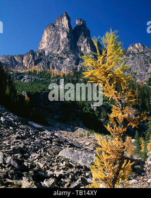 Stati Uniti d'America, Washington, Okanogan-Wenatchee National Forest, larice alpino display a colori di caduta al di sotto di inizio inverno guglie; vicino a Washington Pass. Foto Stock