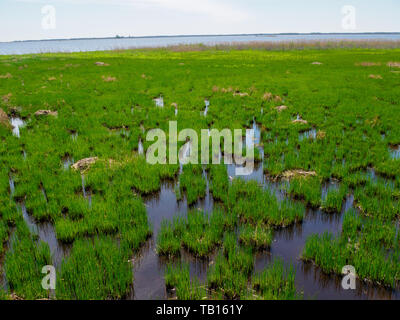 Vista delle terre di palude Foto Stock